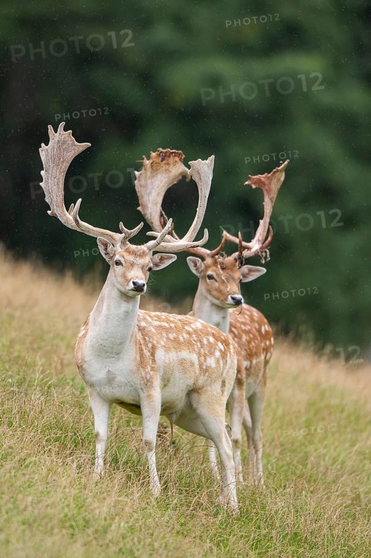 European fallow deer (Dama dama) stags on a meadow, tirol, Kitzbühel, Wildpark Aurach, Austria