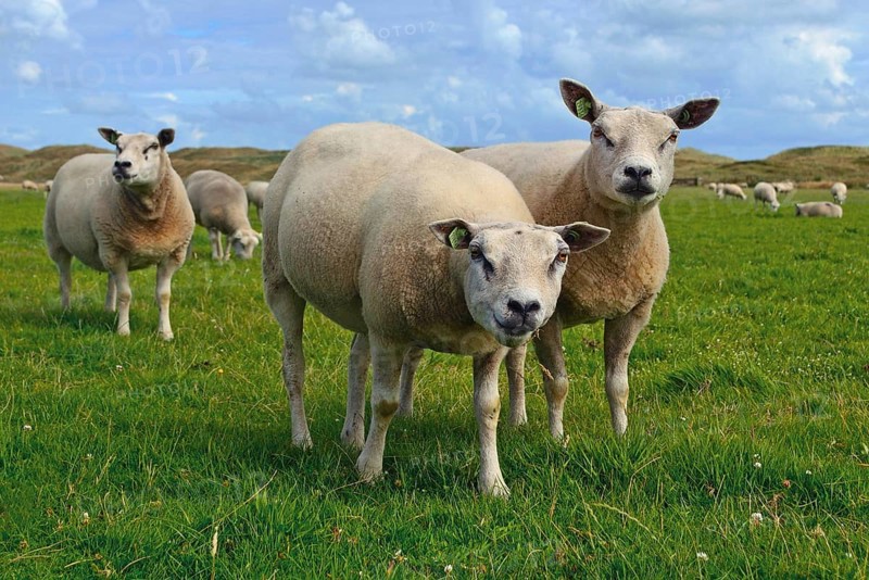 Texel, Netherlands, 6.15.2017 Texel sheeps, a heavily muscled breed of domestic sheep from the Texel island in the Netherlands living on meadow