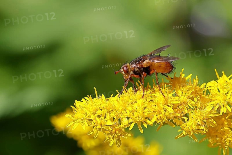 Hedgehog fly (Tachina fera), collecting nectar from a yellow flower of Solidago canadensis (Solidago canadensis), close-up, macro photograph, Wilnsdorf, North Rhine-Westphalia, Germany