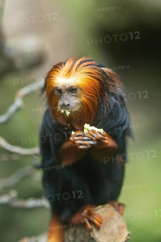 Golden-headed lion tamarin (Leontopithecus chrysomelas) sitting on a tree trunk, captive, Germany