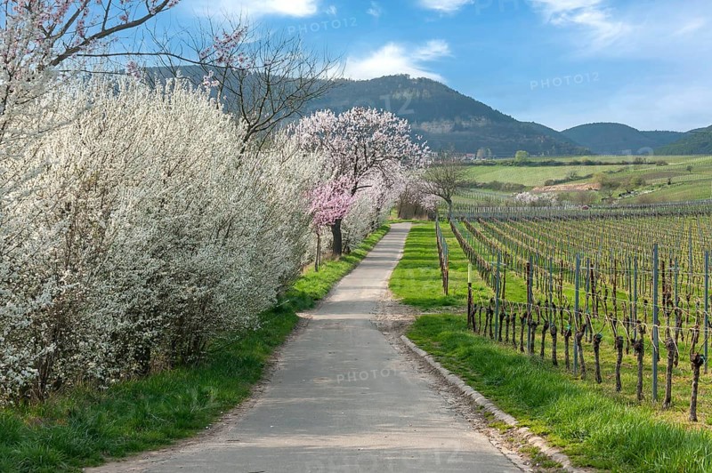 A picturesque path between blossoming trees and vineyards in a mountainous spring landscape, Godramstein, Southern Palatinate, Palatinate, Rhineland-Palatinate, Germany