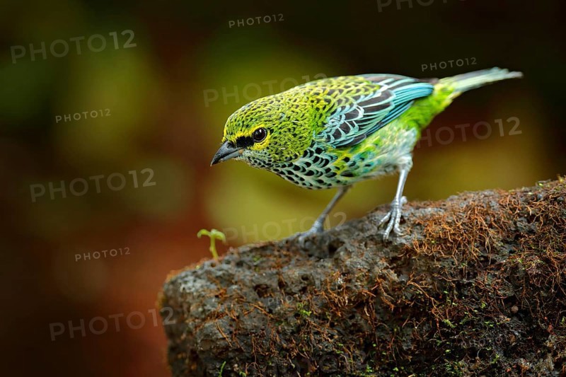 Speckled Tanagers, Tangara guttata, sitting on the brown stone. Tropic bird in the nature habitat. Wildlife in Costa Rica. Yellow and green mountain bird in the dark green forest, clear background