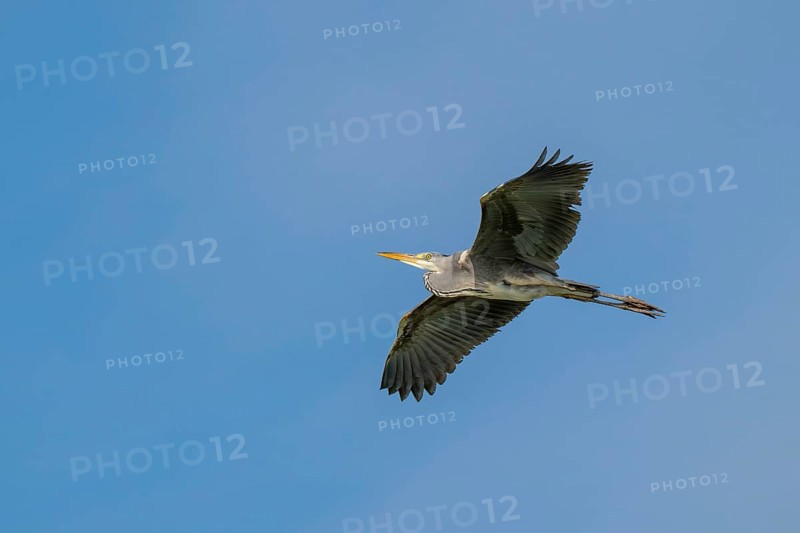Grey heron (Ardea cinerea), in flight, fish ponds, Güssing, Burgenland, Austria