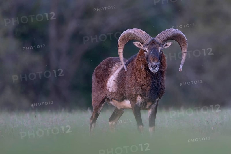 European mouflon (Ovis gmelini musimon, Syn.: Ovis orientalis musimon, Ovis aries musimon), Gerolstein, Eifel, Rhineland-Palatinate, Germany