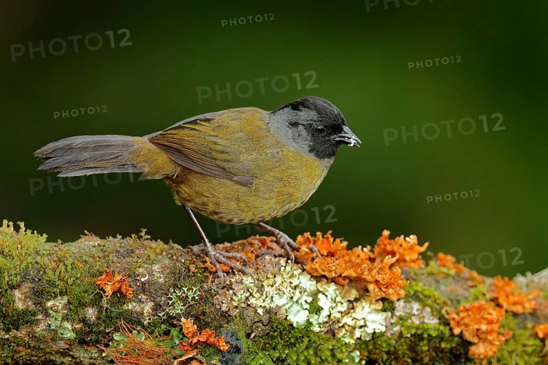 Large-footed Finch, Pezopetes capitalis sitting on the orange and green moss branch. Tropic bird in the nature habitat. Widlife in Costa Rica. Mountain bird in the dark green forest, clear background