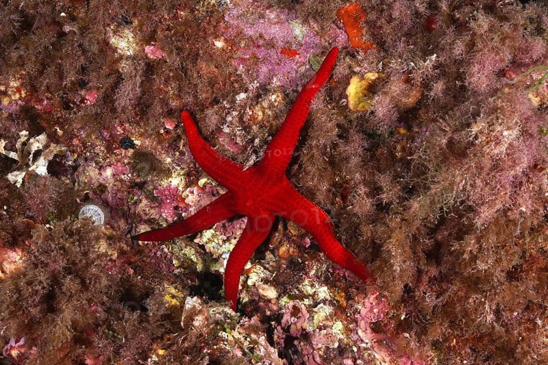 Orange starfish (Hacelia attenuata) lies on a reef surrounded by colourful rocks, dive site Sec de la Jeaune Garde, Giens peninsula, Provence Alpes Côte d'Azur, France