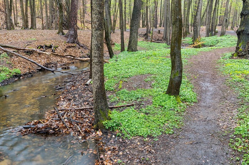 Hiking trail next to the Lockwitzbach stream, forest floor with wood anemone (Anemone nemorosa), spring in Friedewald, Coswig, Saxony, Germany