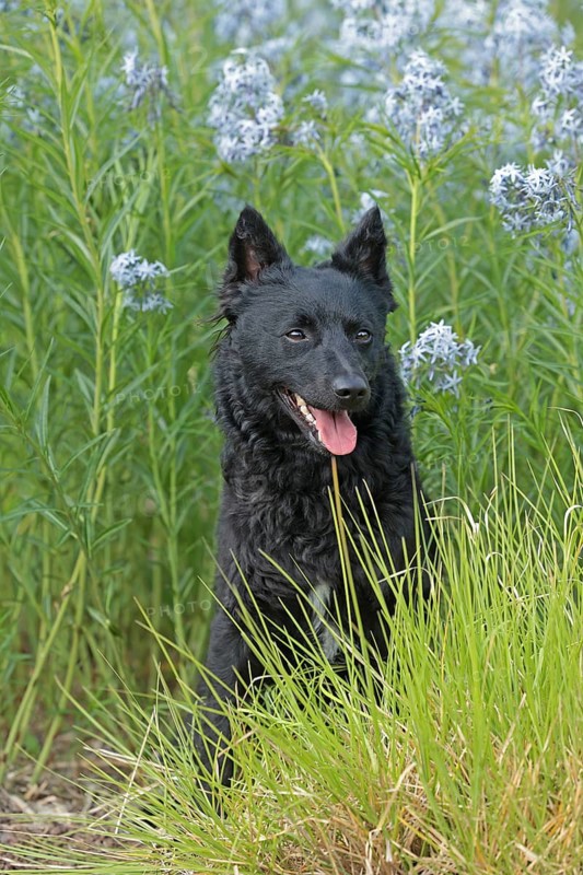 Mudi, Hungarian Shepherd Dog, Very rare