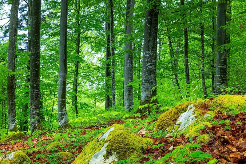 Beech (Fagus), beech family (Fagaceae), forest, fresh green, limestone, rock, Leibertingen, Upper Danube nature park Park, Baden-Württemberg, Germany