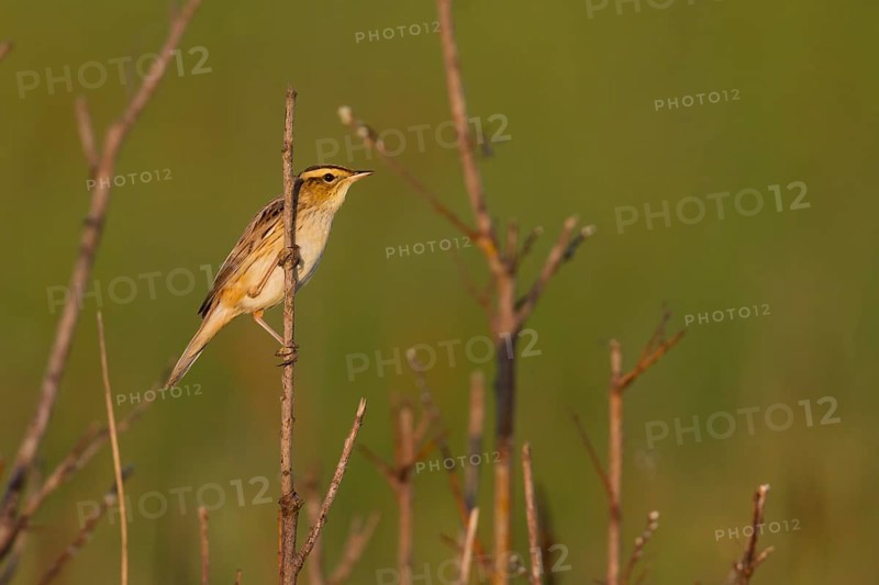 Aquatic Warbler - Seggenrohrsänger - Acrocephalus paludicola, Poland
