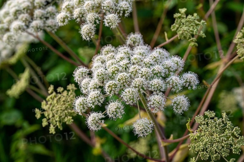 White umbel flowers of Angelica sylvestris (Angelica sylvestris) with fine flower details against a green background, Lower Saxony, Germany