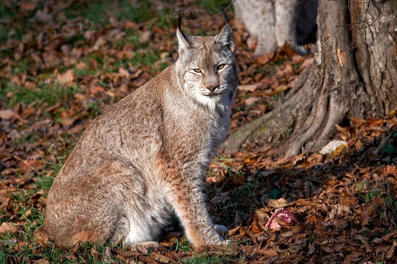 Lynx, captive, Bad Mergentheim Wildlife Park, Baden-Württemberg, Germany