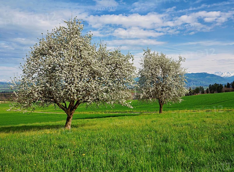 Flowering pear trees (Pyrus communis), Beinwil, Freiamt, Canton Aargau, Switzerland