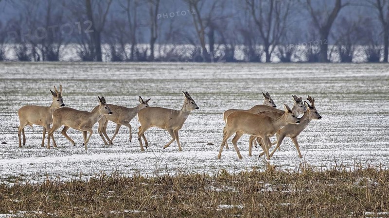 Roe deer (Capreolus capreolus) European roe deer, roebuck and doe, jumping in winter landscape, farmland in the snow, foraging, Middle Elbe Biosphere Reserve, Saxony-Anhalt