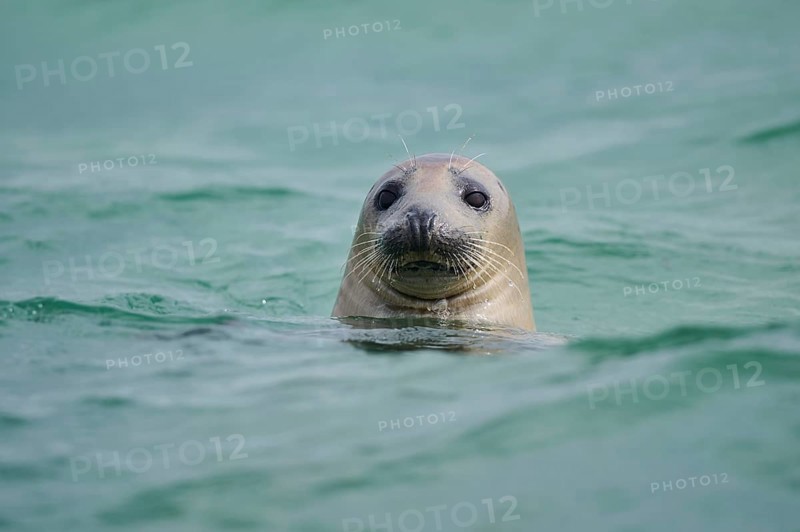 Grey seal (Halichoerus grypus) looking out of the water while swimming in the sea, Düne, Helgoland, Schleswig-Holstein, Germany
