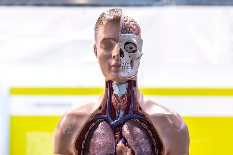 Human body model with muscles and organs for biology lessons. Scientific teaching aid from Hedinger for science lessons. Europe's largest education fair Didacta in Stuttgart, Baden-Württemberg, Germany