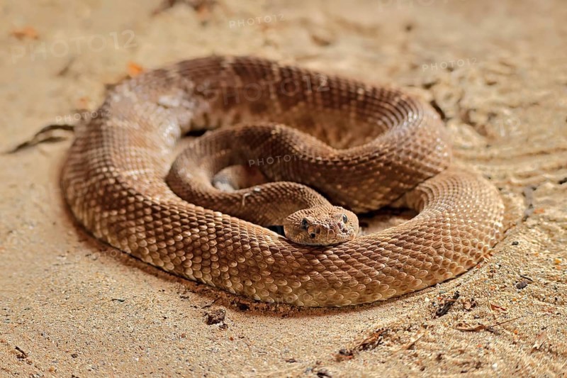 Red diamond rattlesnake (Crotalus ruber), adult, on ground, warming up, sunbathing, alert, California, North America, USA