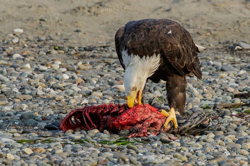Bald Eagle (Haliaeetus leucocephalus) eating a seal pup on a beach in British Columbia, Canada