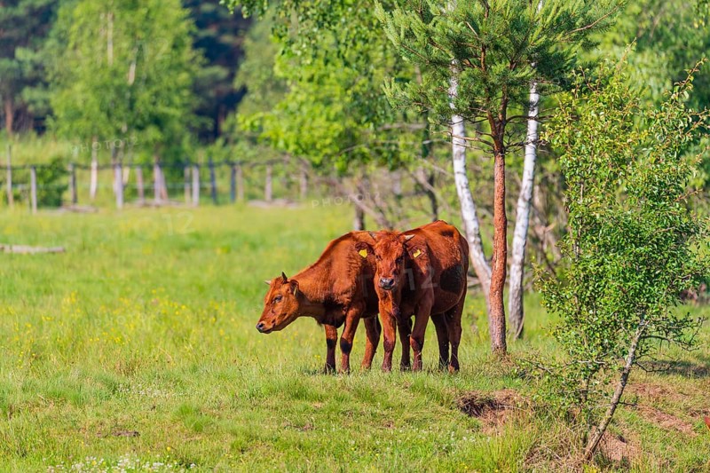 A herd of Polish red cattle (Bos primigenius f. taurus) resting on a pasture next to a pond. A forest in the background. Close to Bialowieza NP, Poland