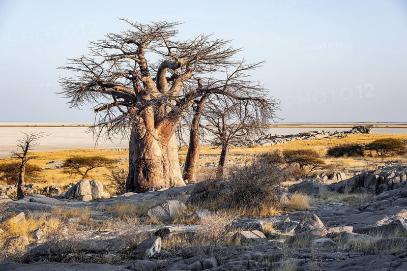 African baobab or baobab tree (Adansonia digitata), arid landscape, Kubu Island (Lekubu), Sowa Pan, Makgadikgadi salt pans, Botswana