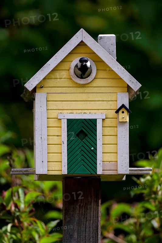 Great tit (Parus major) looking out of yellow bird house, bird house, nesting box, Swedish house, Stuttgart, Baden-Württemberg, Germany