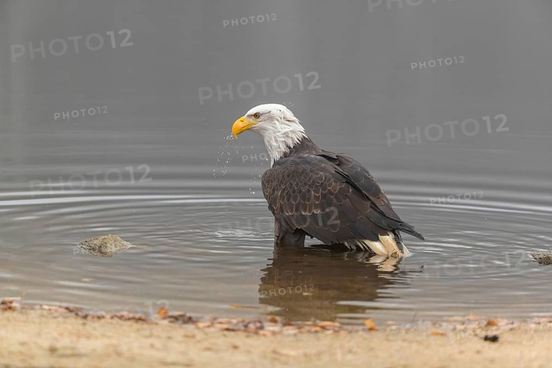 One Bald Eagle, Haliaeetus leucocephalus, standing in the shallow water ashore a small pond on a foggy cold autumn day