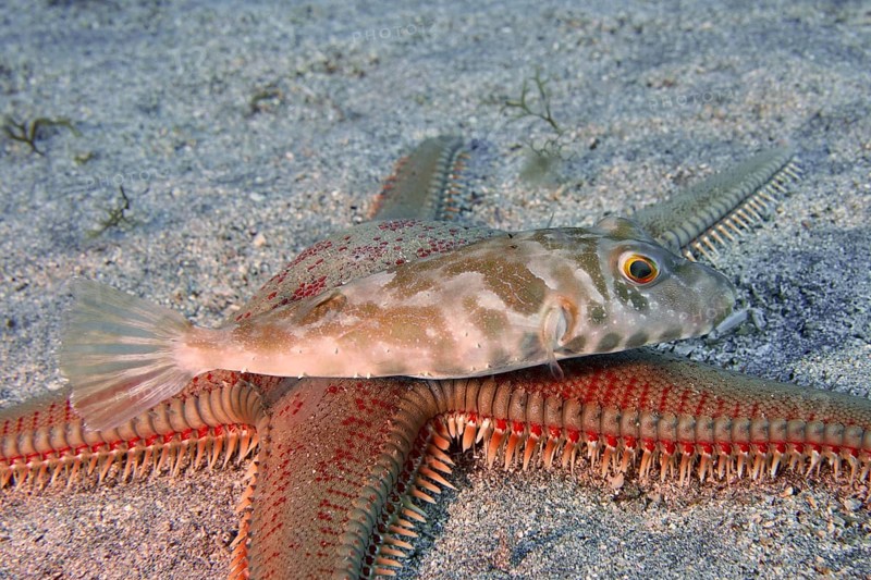 A pearled pufferfish (Sphoeroides spengleri) resting on a large red starfish, Astropecten aranciacus (Astropecten aranciacus), in the sand, dive site Bufadero, Palm Mar, Tenerife, Canary Islands, Spain