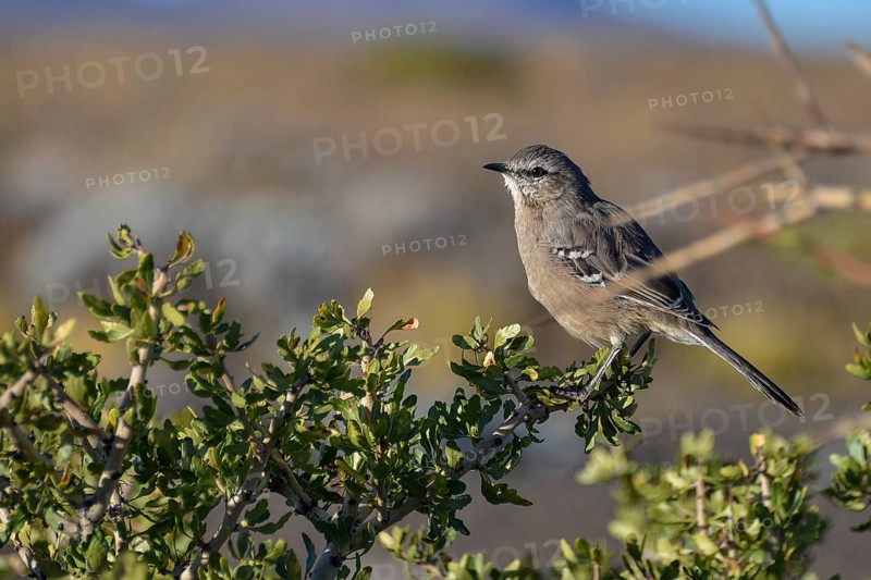 Patagonian Mockingbird (Mimus patagonicus) seen in the province of Neuquen, Patagonia, Argentina