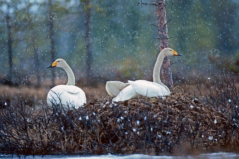 Whooper swan. Cygnus cygnus. Whooper swans on the nest in early summer during a snowfall. Kuusamo area. Finland