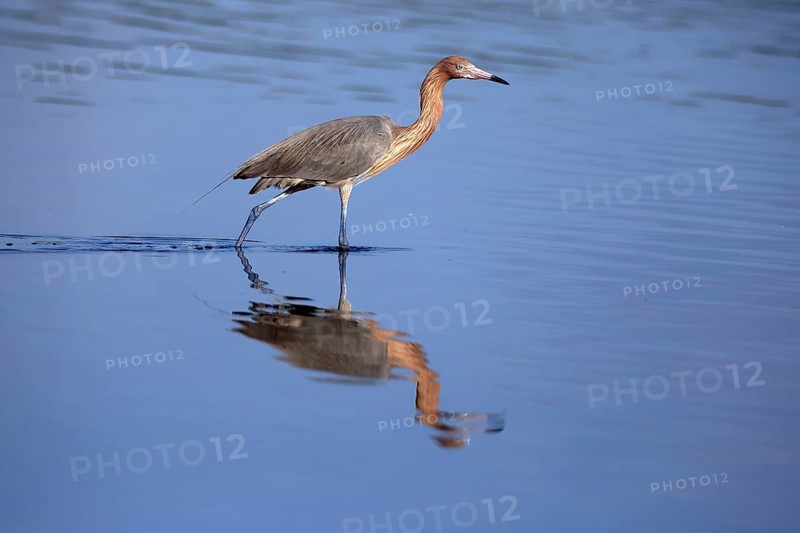 Reddish Egret (Egretta rufescens), adult, in water, foraging, hunting, alert, Merritt Island, Black Point Wildlife Drive, Florida, USA, North America