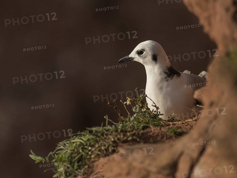 Black-legged Kittiwake (Rissa tridactyla), Schleswig-Holstein, Germany