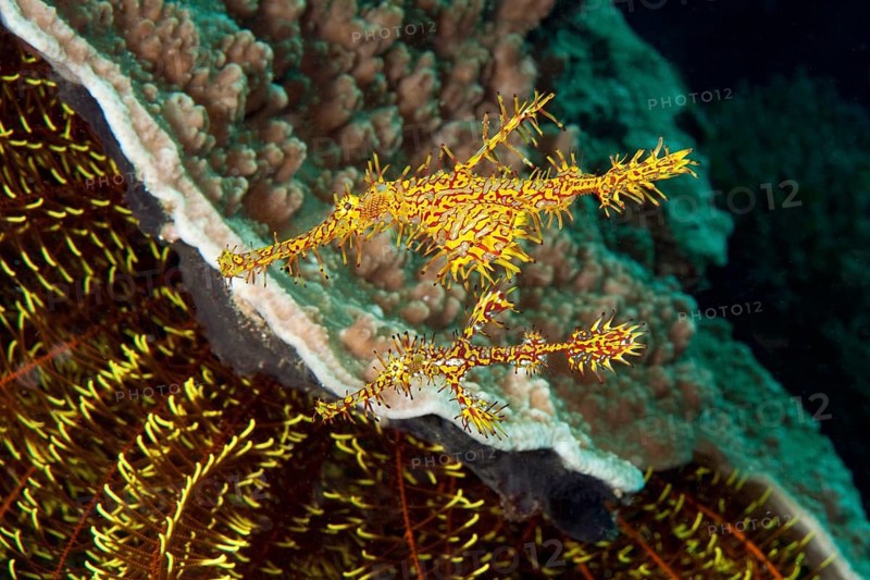 Underwater photo close-up of pair of Harlequin Ghost Wrasse (Solenostomus paradoxus) Ghost Pipefish top large larger female bottom small smaller male male, left and below tentacles of Noble Feather Star (Comaster nobilis) Hair Star, Pacific Ocean, Moalboal, Cebu, Visayas, Philippines