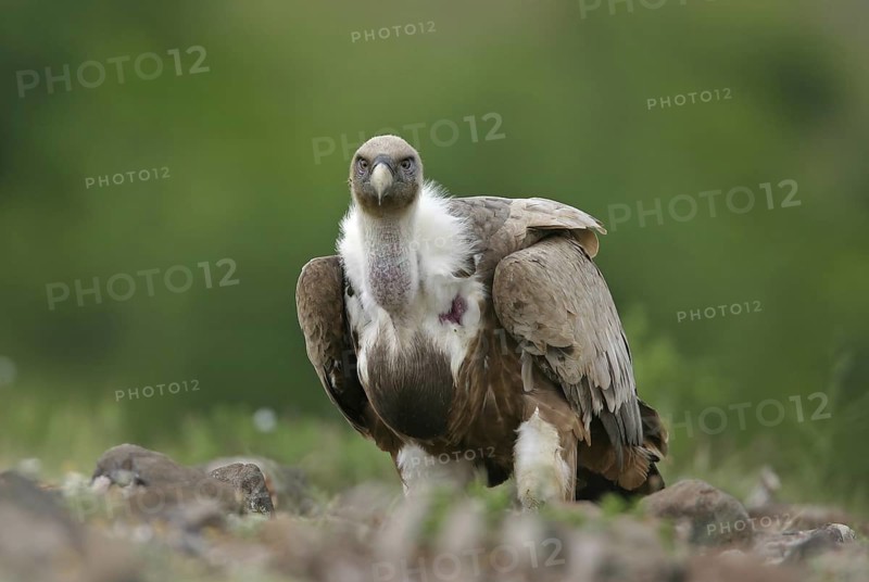 Griffon Vulture (Gyps fulvus), Rhodopen, Bulgaria