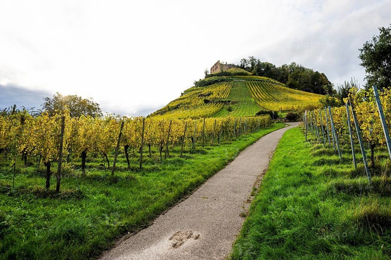 Hilly landscape and castle with vineyards in autumn, sunset, Staufen, Markgräflerland, Black Forest, Baden-Württemberg, Germany
