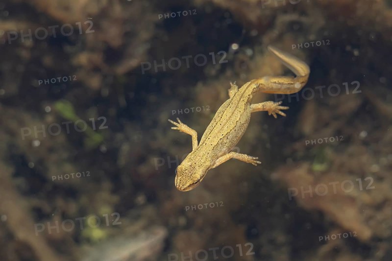 Smooth or Common newt (Lissotriton vulgaris) adult amphibian swimming in a pond, England, United Kingdom