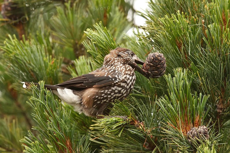 Spotted Nutcracker (Nucifraga caryocatactes) perched in a Swiss pine (Pinus cembra) tree, Bavaria, Germany