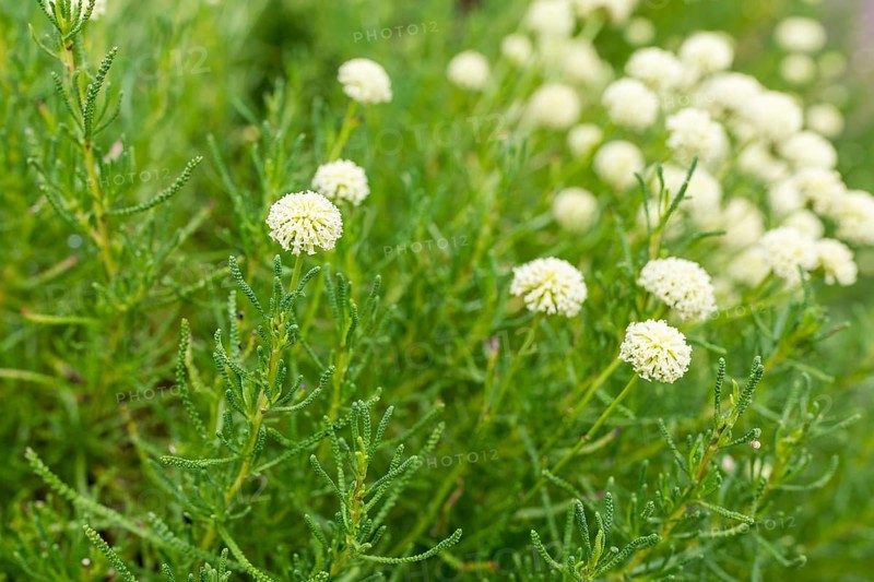 Olive herb (Santolina virens) in bloom in the Drübeck monastery garden, Ilsenburg, Harz, Saxony-Anhalt, Germany