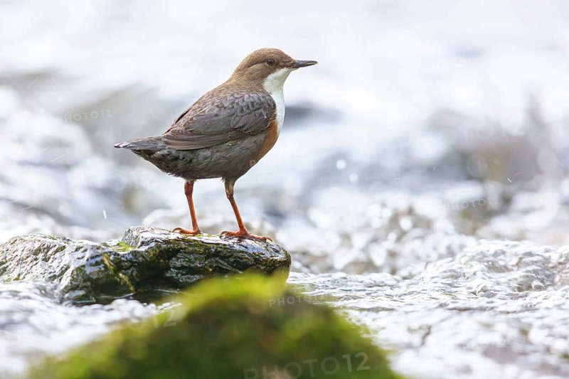 White-throated Dipper, (Cinclus cinclus), foraging at a mountain stream, animals, birds, blackbirds, biotope, habitat, Slovenska Bistrica area, Slovenska Bistrica, Podravska, Slovenia