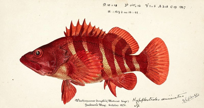 Sawfish, Hypoplectrodes semicinctum, genus of marine ray-finned fish belonging to the family Anthiadidae, fish, reproduction of an original, by Frank Edward Clarke (b. 1849, d. 1899), ichthyologist and scientific draughtsman