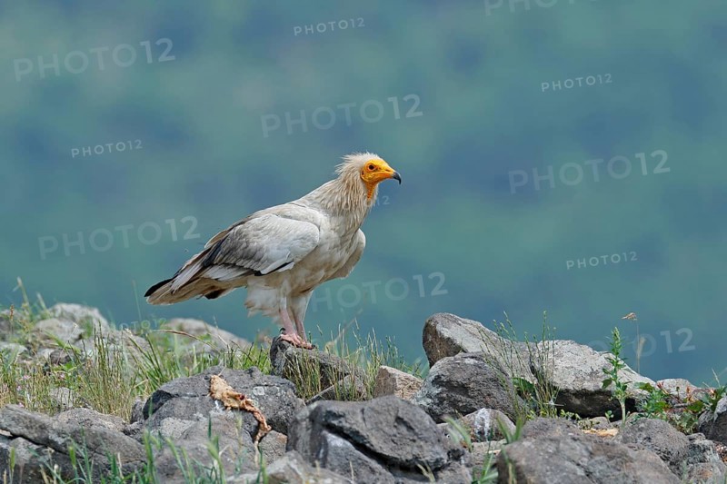 Egyptian vulture, Neophron percnopterus, big bird of prey sitting on stone, rock mountain, nature habitat, Madzarovo, Bulgaria, Eastern Rhodopes. Wildlife scene from hide. White vulture, yellow bill
