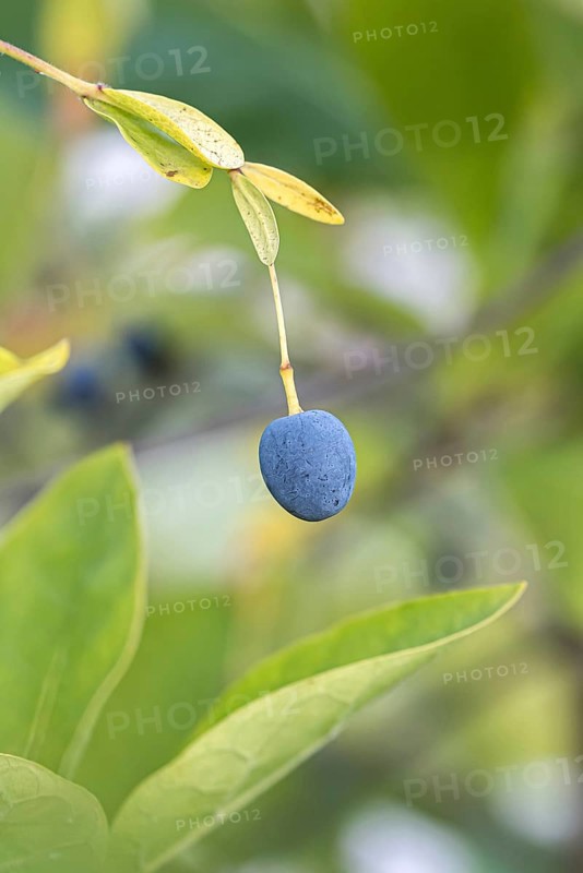 Snowflake bush (Chionanthus virginicus)