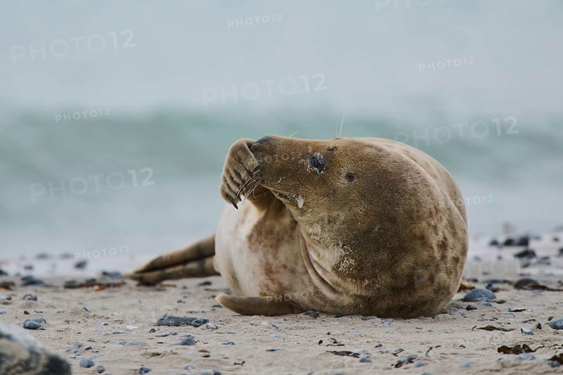 Grey seal (Halichoerus grypus) lying on the beach, Düne, Helgoland, Schleswig-Holstein, Germany