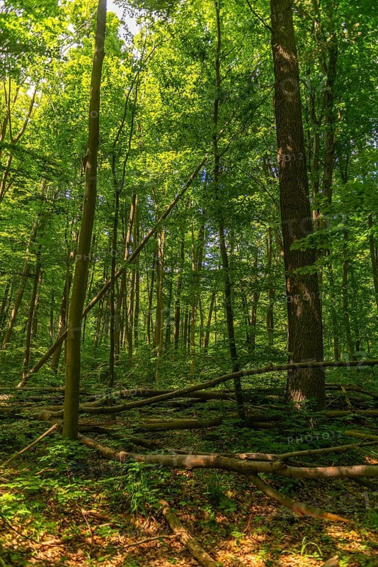 Tree felling in the UNESCO World Heritage Site and Hainich National Park, primeval forest, Bad Langensalza, Thuringia, Germany