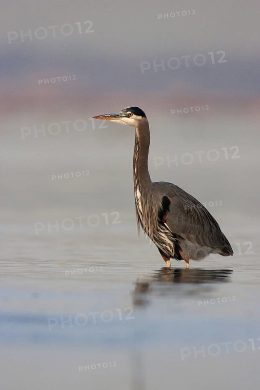 Great Blue Heron (Ardea herodias), British Columbia, Canada