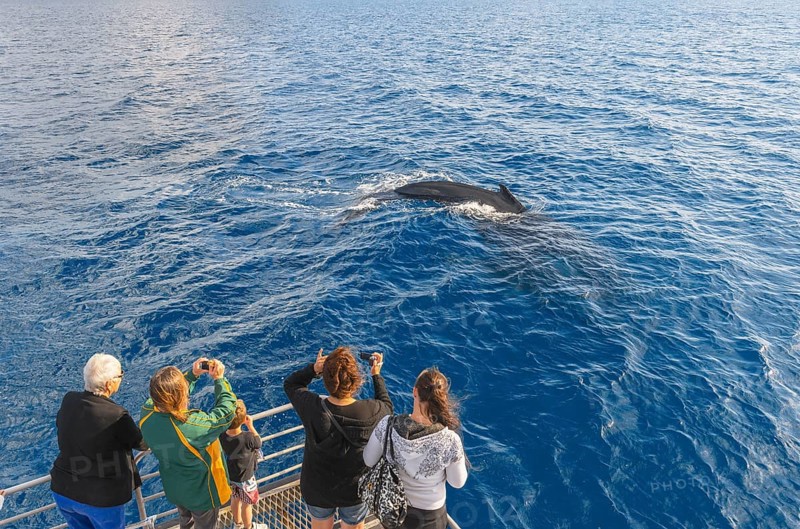 People on boat watching Humpback whale (Megaptera novaeangliae), Hervey Bay, Queensland, Australia