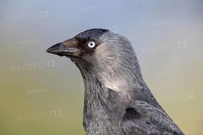 Jackdaw, (Corvus monedula), portrait, rook, family of corvids, raven, Wadi Darbat, Salalah, Rhineland-Palatinate, Oman