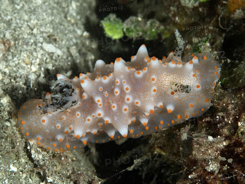 A detailed nudibranch with orange dots, Batangas Halgerda (Halgerda batangas), on the seabed, dive site Twin Reef, Penyapangan, Bali, Indonesia