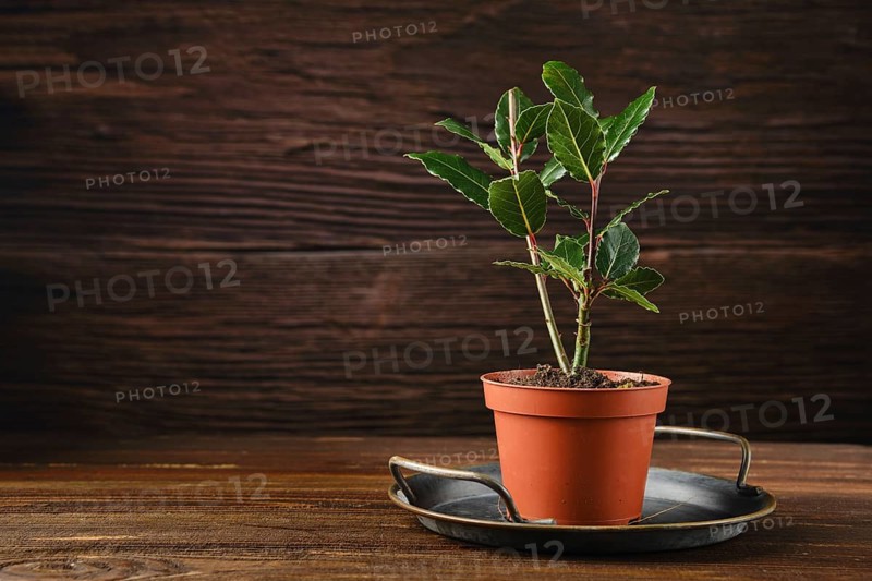 A young bay laurel plant in a terracotta pot, resting on a metal tray. The plant has vibrant green leaves and is situated on a weathered wooden table with a cozy rustic backdrop.