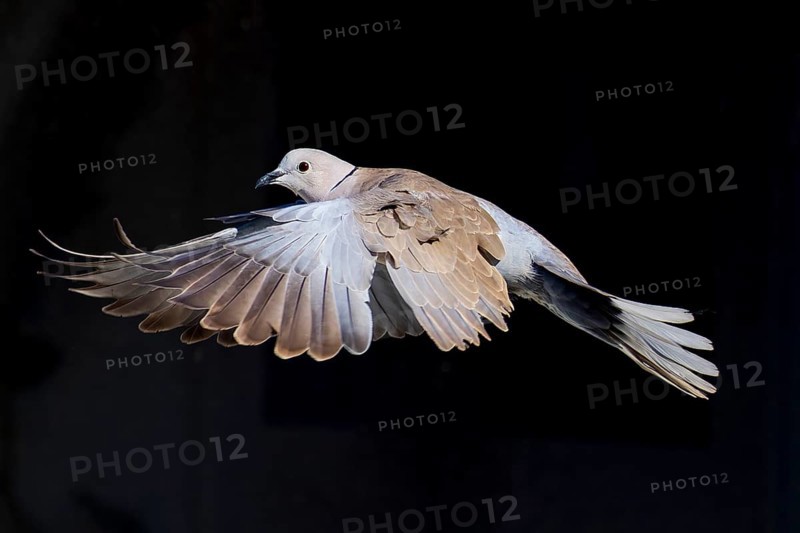 A pigeon flies with spread wings in front of a dark background, Eurasian collared dove (Streptopelia decaocto), wildlife, Germany