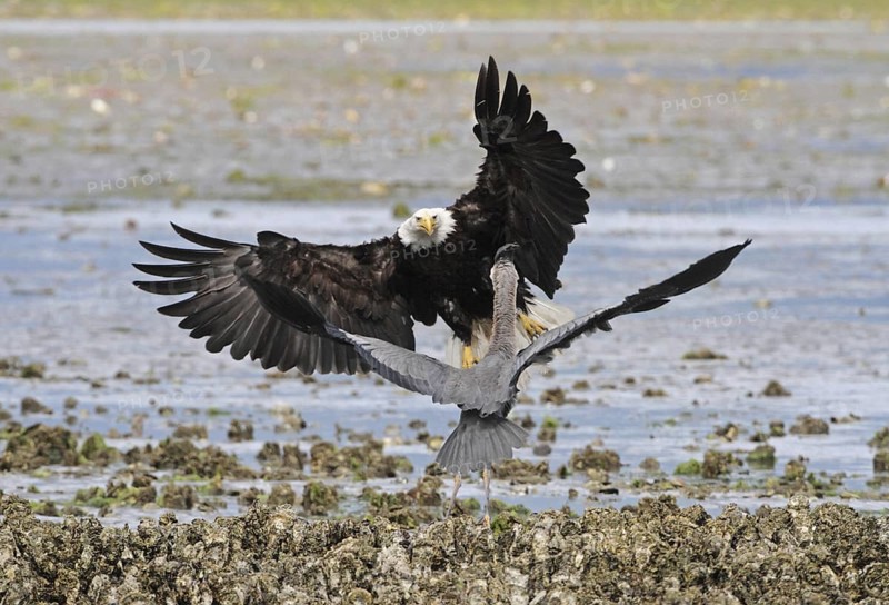 Bald Eagle (Haliaeetus leucocephalus) attacks Great Blue Heron (Ardea herodias), Washington, USA